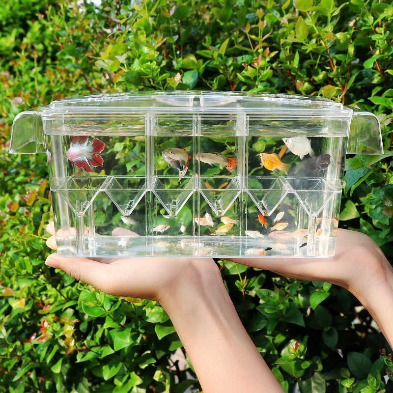 Box Fish In Aquarium - Clear Aquarium Fish Tank Isolation Box