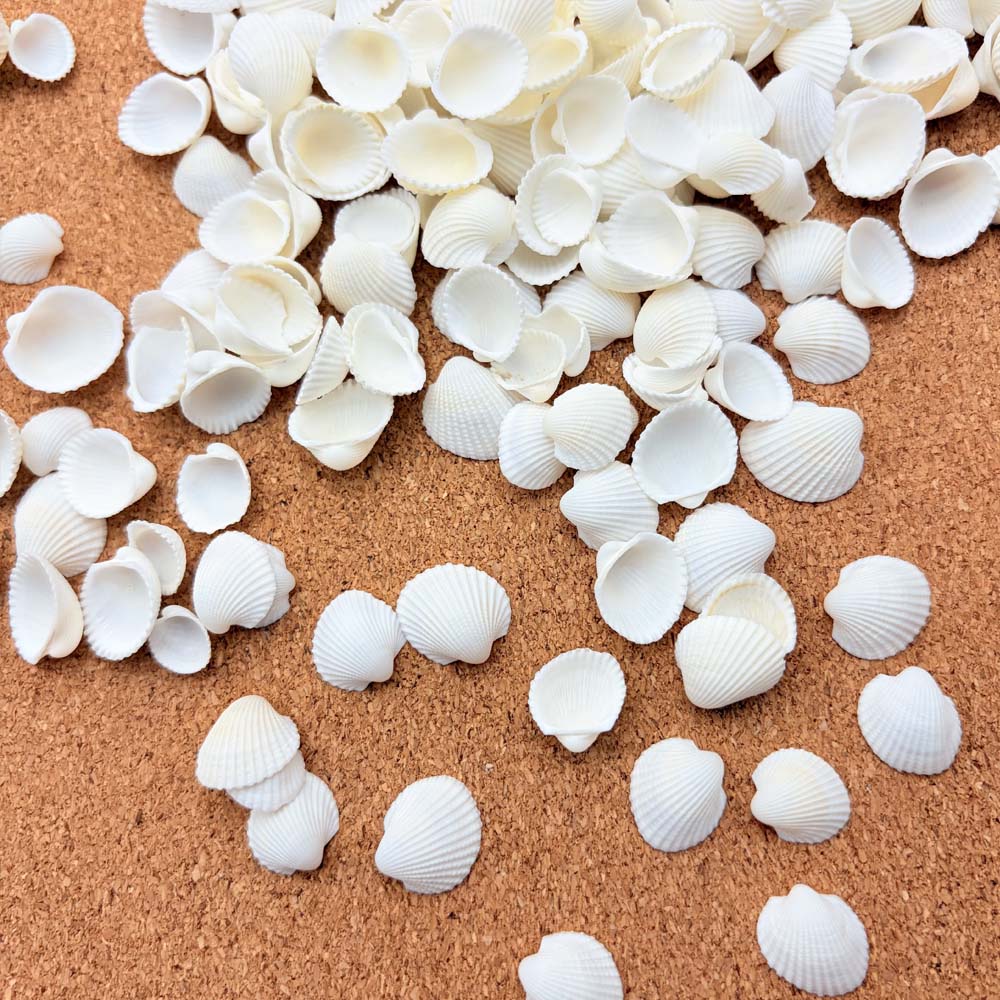 Aquarium Fish Names - 200pcs about 60g Tiny Sea Shells