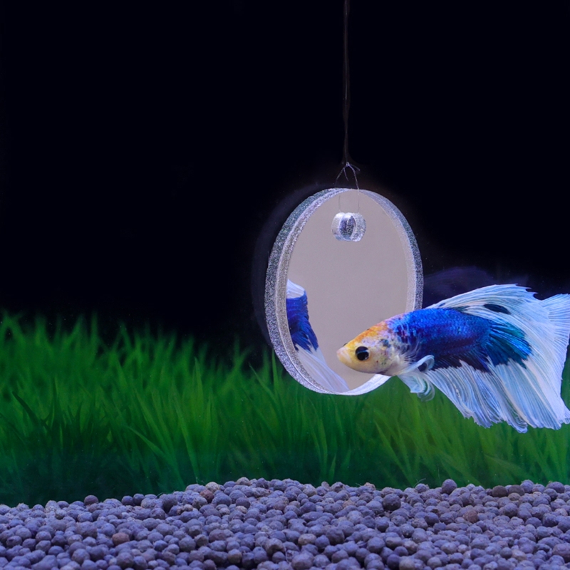 Aquarium Fish Game - Fish Exercise Mirror Promotes Natural Territorial