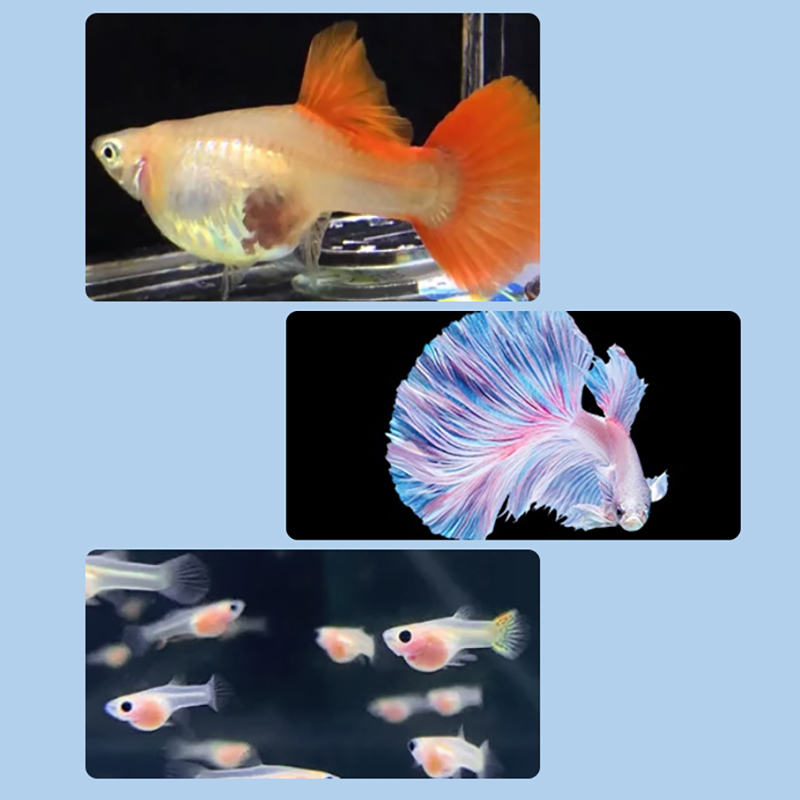 [LA]1Pc Floating Fish Breeding - Box Fish In Aquarium ulasan dan harga