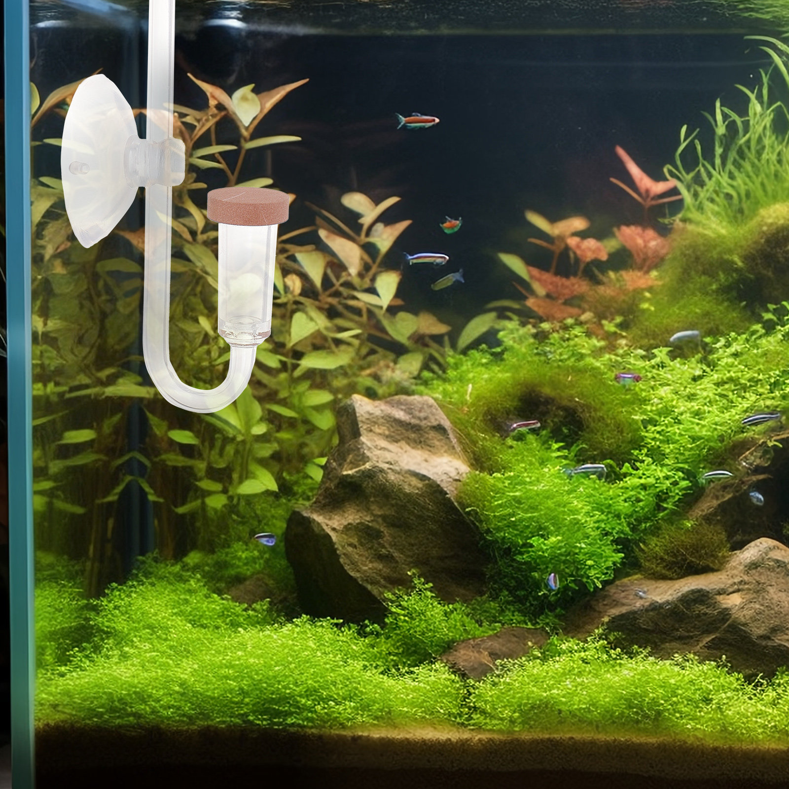 Co2 Diffuser for Aquarium Tran - Aquarium Fish Rate ulasan dan harga