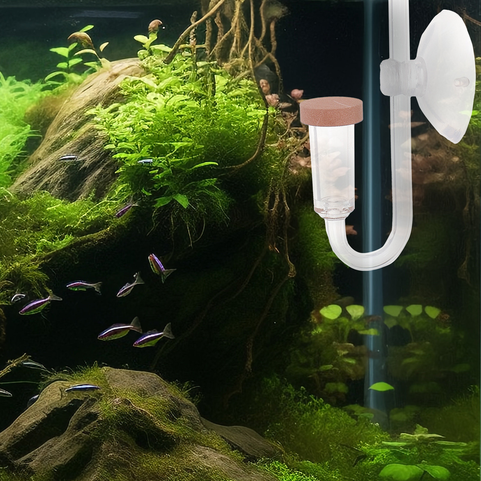 Co2 Diffuser for Aquarium Tran - Aquarium Fish Rate ulasan dan harga
