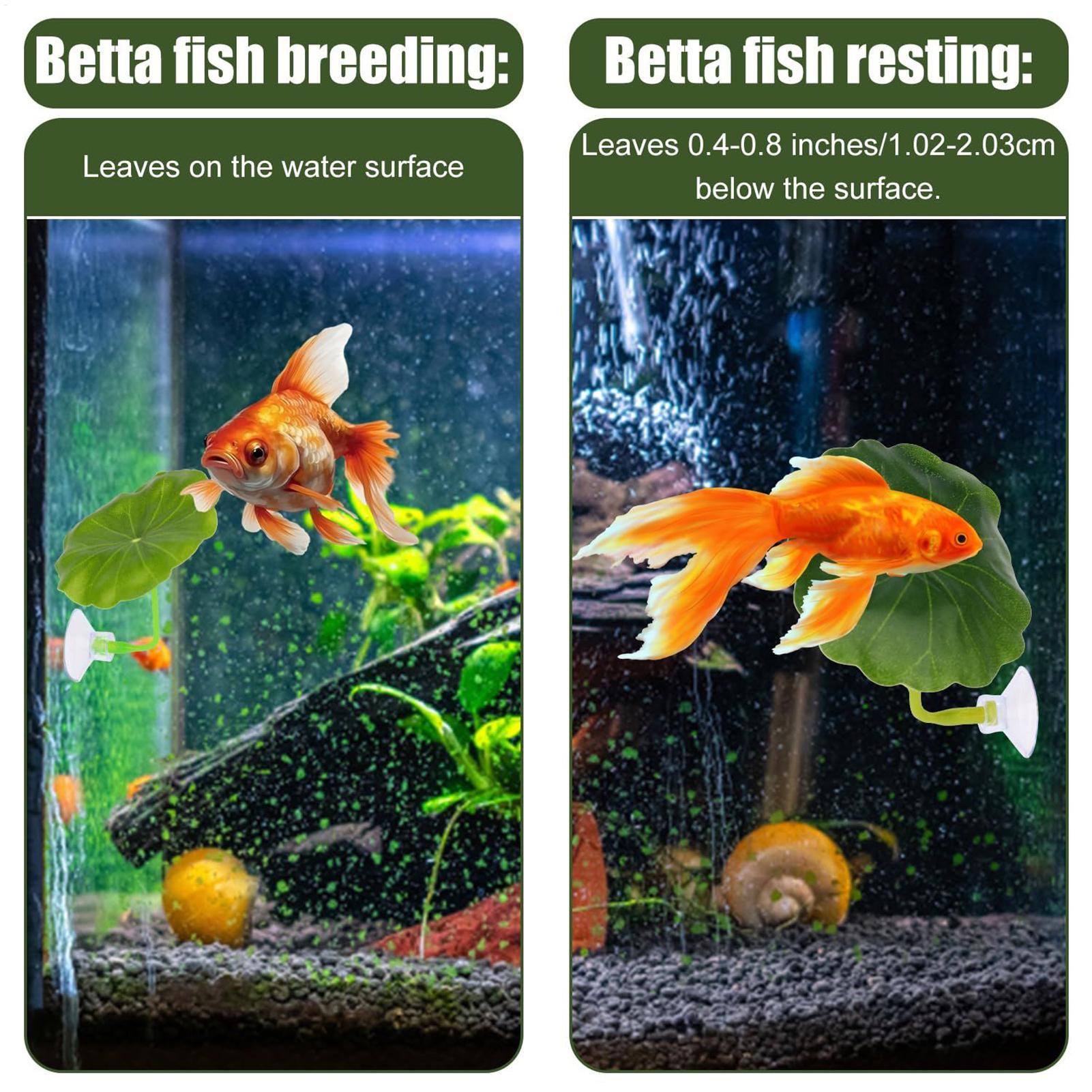 Betta Hammock For Aquarium 5 P - Fish Toys For Aquarium ulasan dan harga