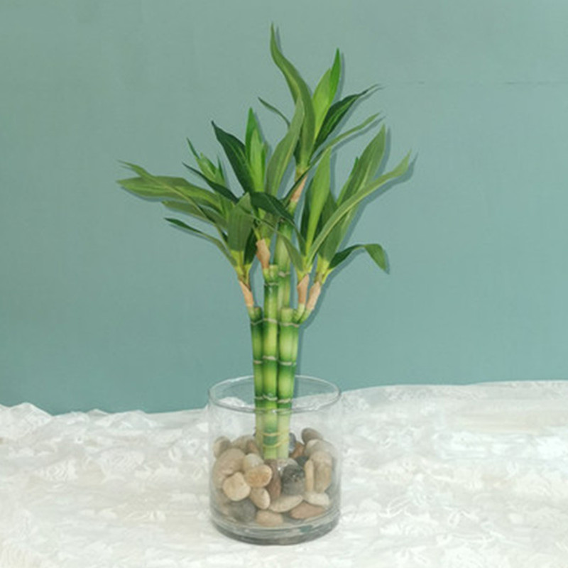 New 40cm rFtificial Lucky Bamb - Aquarium Fish Names ulasan dan harga
