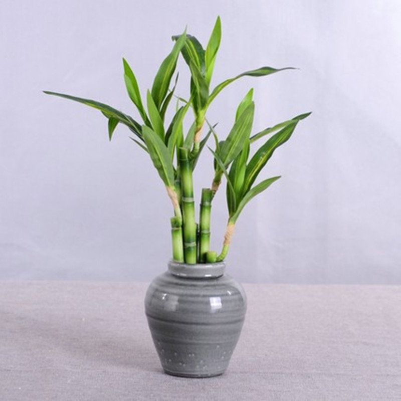 New 40cm rFtificial Lucky Bamb - Aquarium Fish Names ulasan dan harga