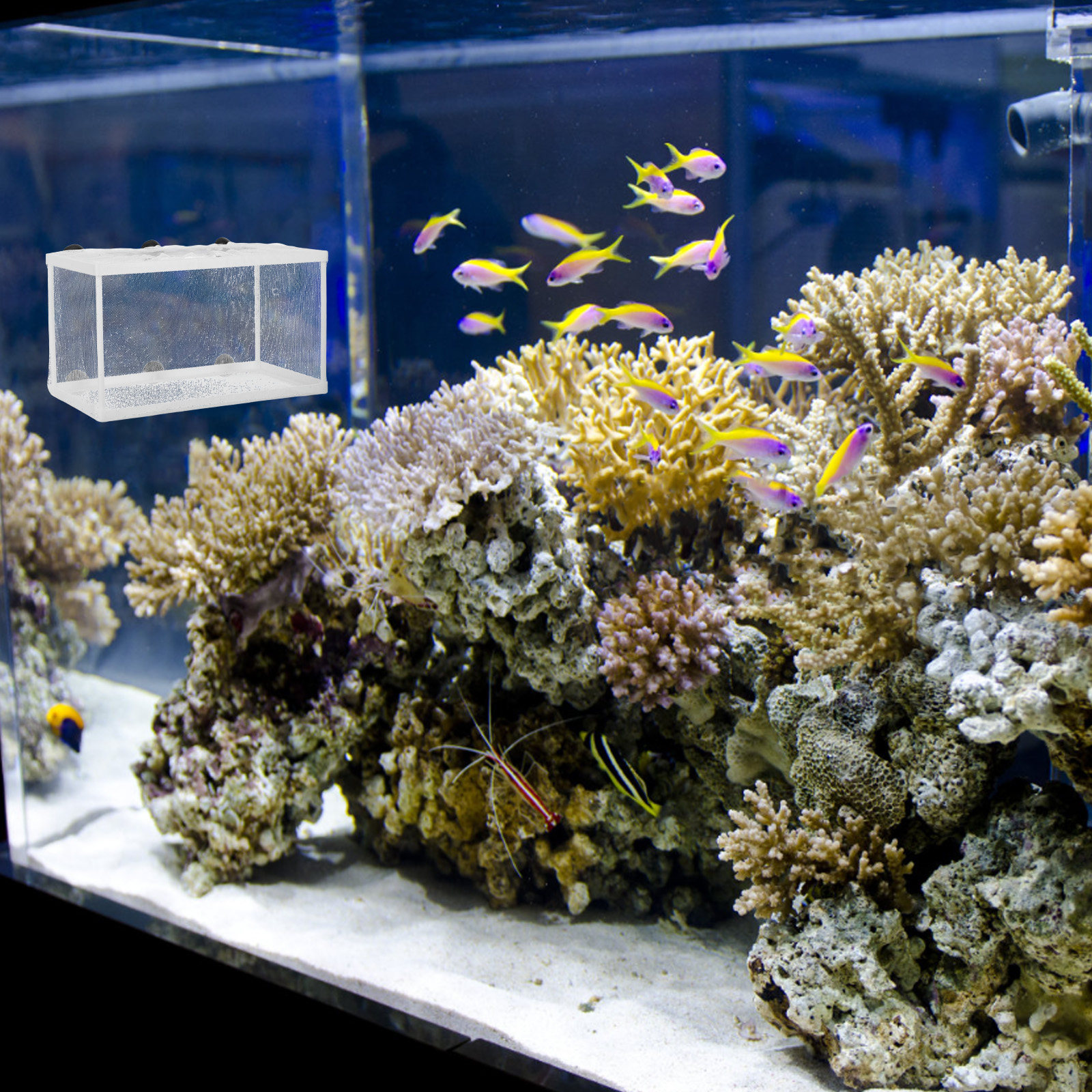 Fish Breeder Net Hatchery Box  - Aquarium Fish Rate ulasan dan harga