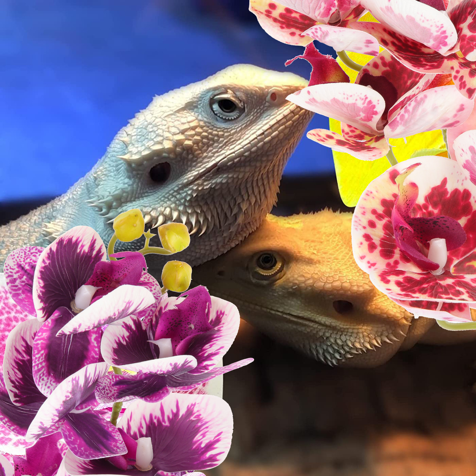 2Pcs Artificial Reptile Plants - Box Fish In Aquarium ulasan dan harga