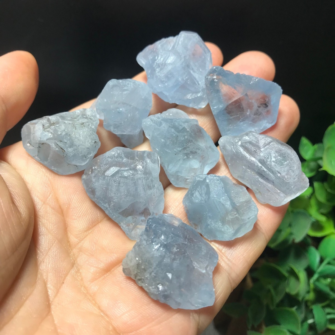 40g/120g/240g Natural Blue Cel - Aquarium Fish Names ulasan dan harga