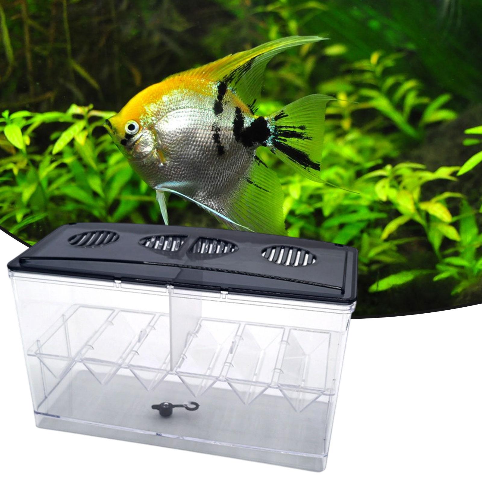 Floating Fish Breeding Isolati - Box Fish In Aquarium ulasan dan harga