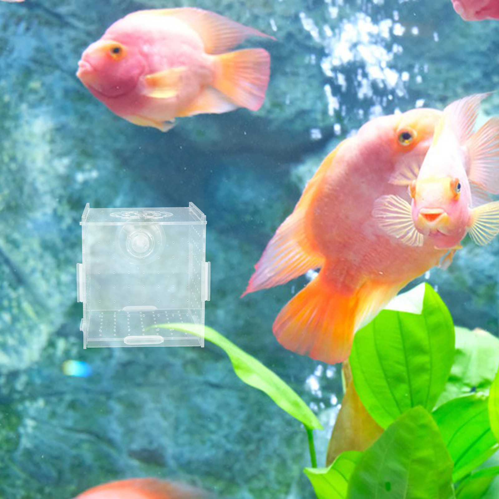 Fish Breeding Isolation Box Cl - Fish Toy In Aquarium ulasan dan harga