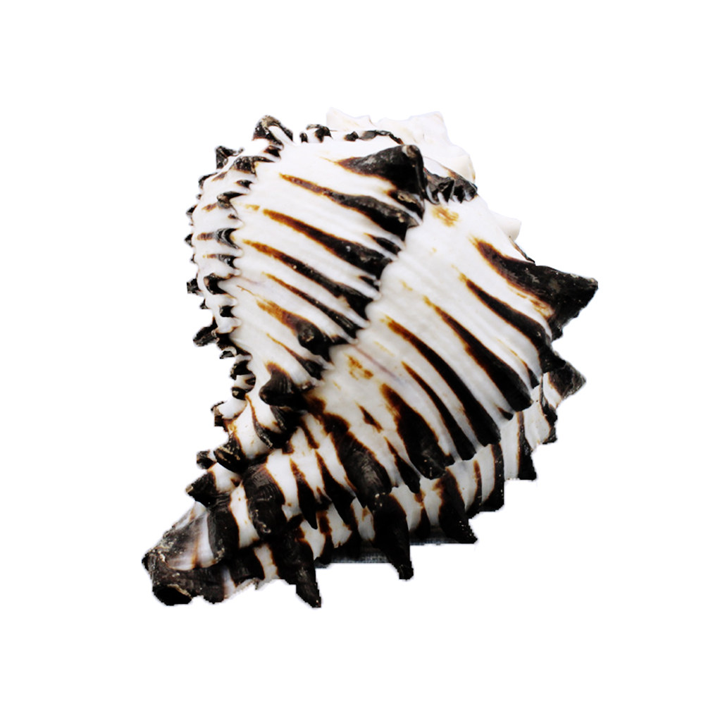1Pcs Natural Elegant Sea Shell - Aquarium Fish Unique ulasan dan harga