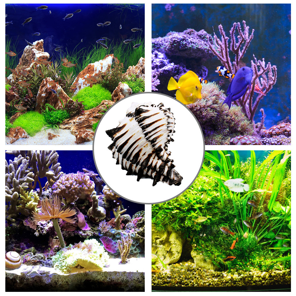 1Pcs Natural Elegant Sea Shell - Aquarium Fish Unique ulasan dan harga