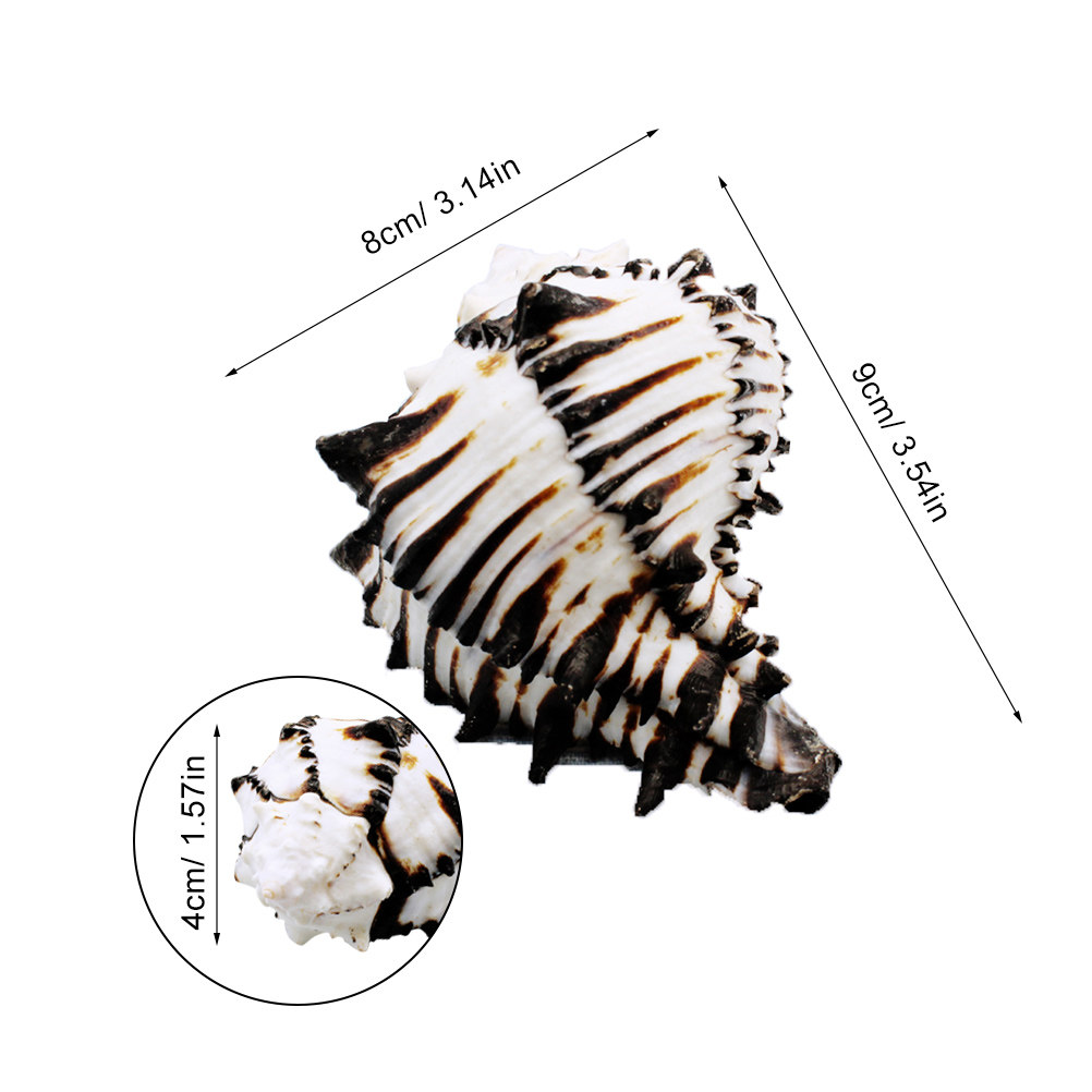 1Pcs Natural Elegant Sea Shell - Aquarium Fish Unique ulasan dan harga