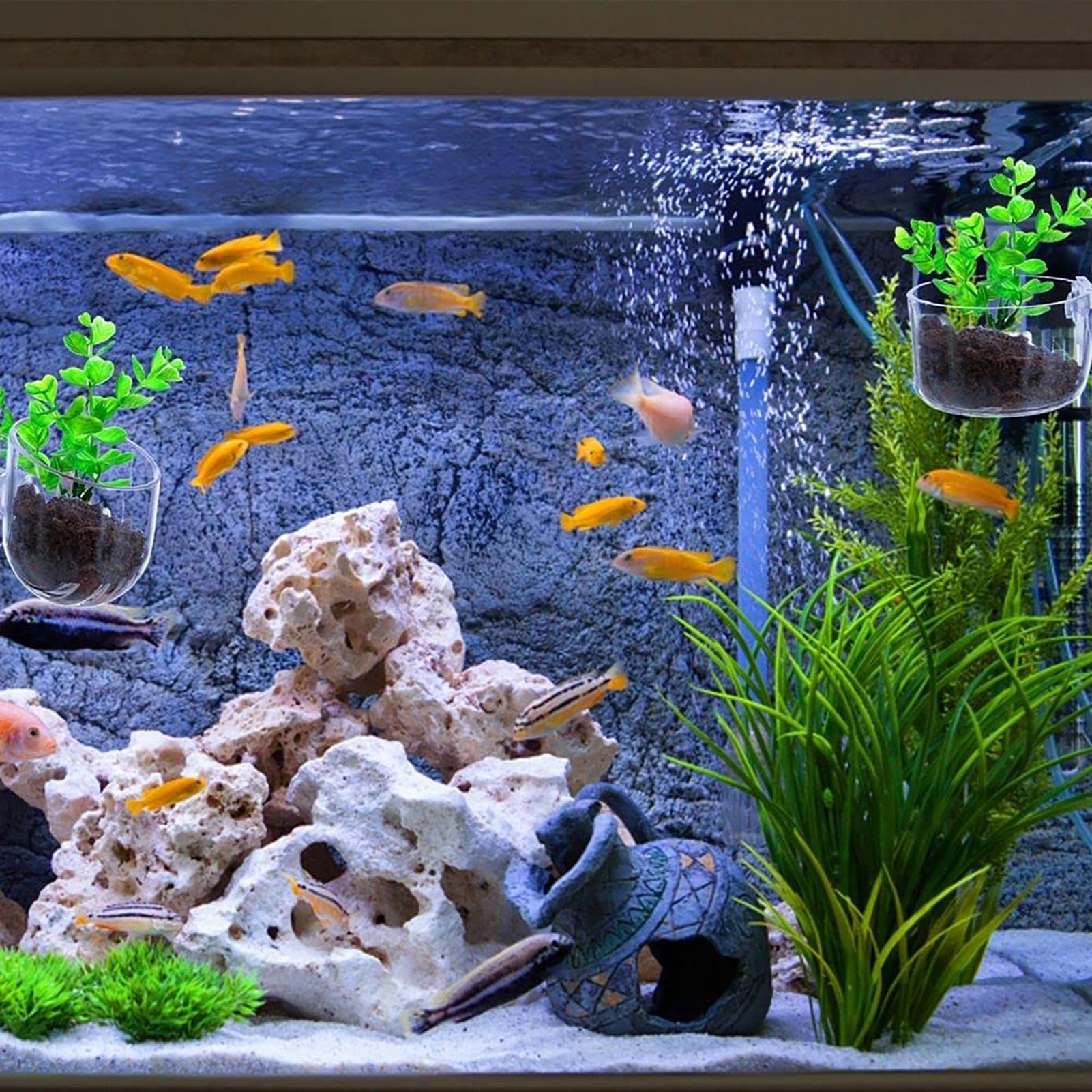 Plant Holder for Fish Tank Cle - Aquarium Fish Beautiful ulasan dan harga