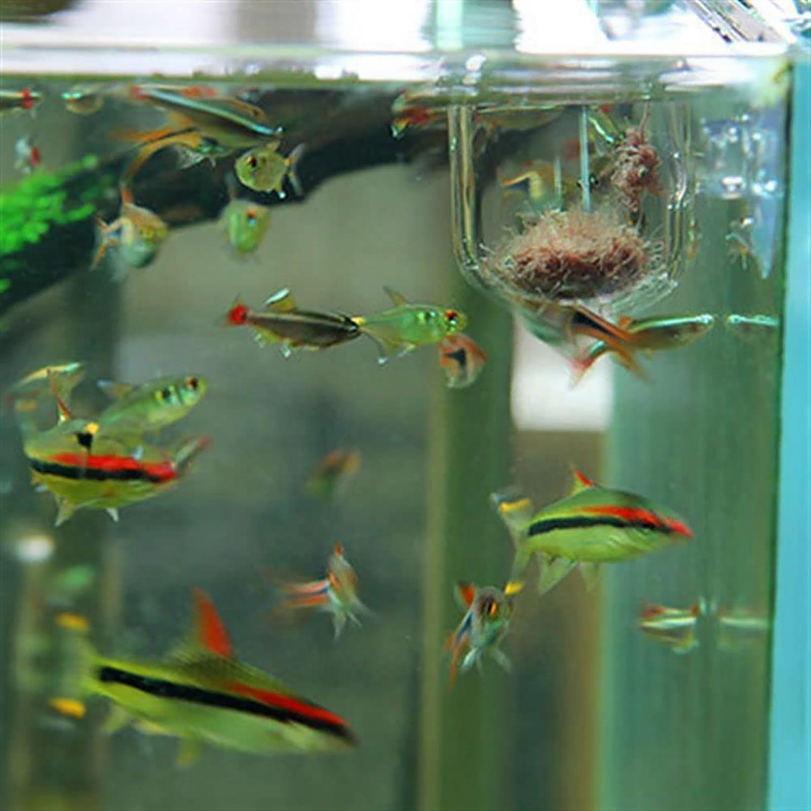 Plant Holder for Fish Tank Cle - Aquarium Fish Beautiful ulasan dan harga