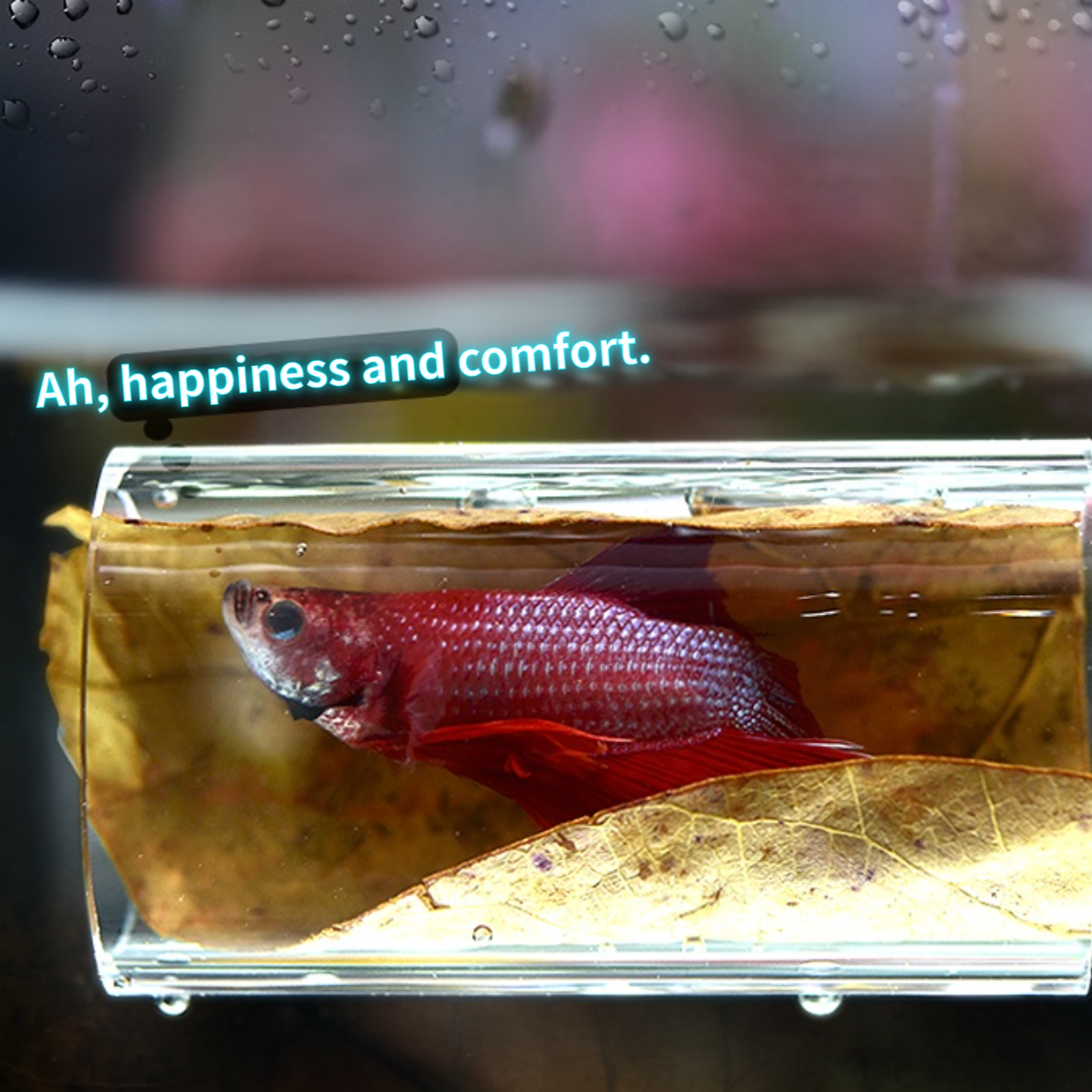 3Pcs Aquarium Betta Fish Acryl - Aquarium Fish Game ulasan dan harga