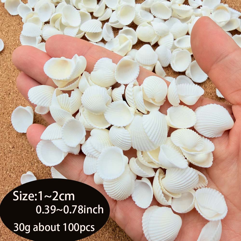 200pcs about 60g Tiny Sea Shel - Aquarium Fish Names ulasan dan harga