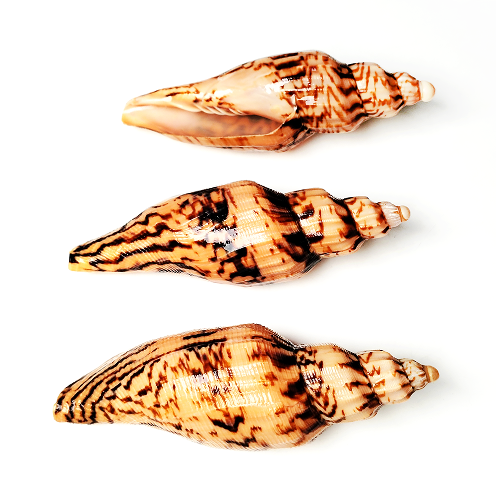 8-10CM Natural Volute Shell Fu - Aquarium Fish Names ulasan dan harga