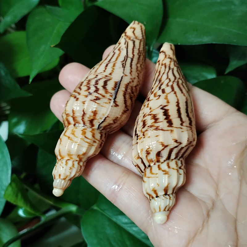 8-10CM Natural Volute Shell Fu - Aquarium Fish Names ulasan dan harga