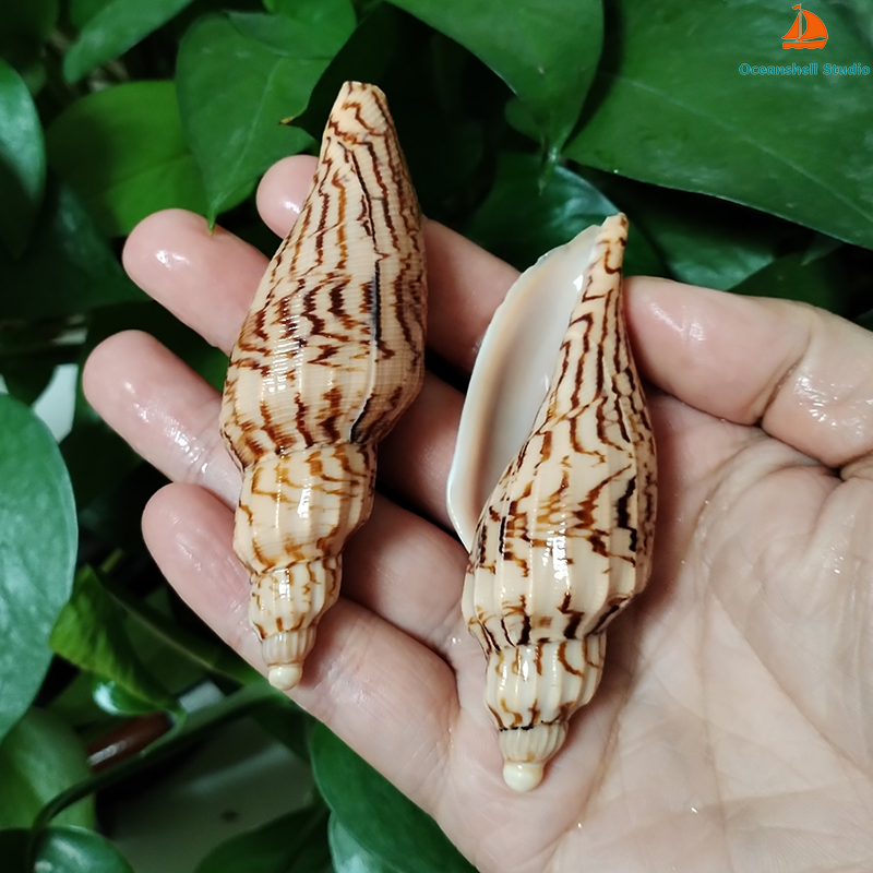 8-10CM Natural Volute Shell Fu - Aquarium Fish Names ulasan dan harga