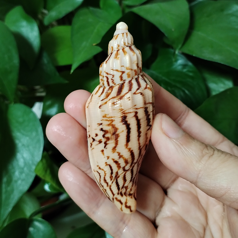 8-10CM Natural Volute Shell Fu - Aquarium Fish Names ulasan dan harga