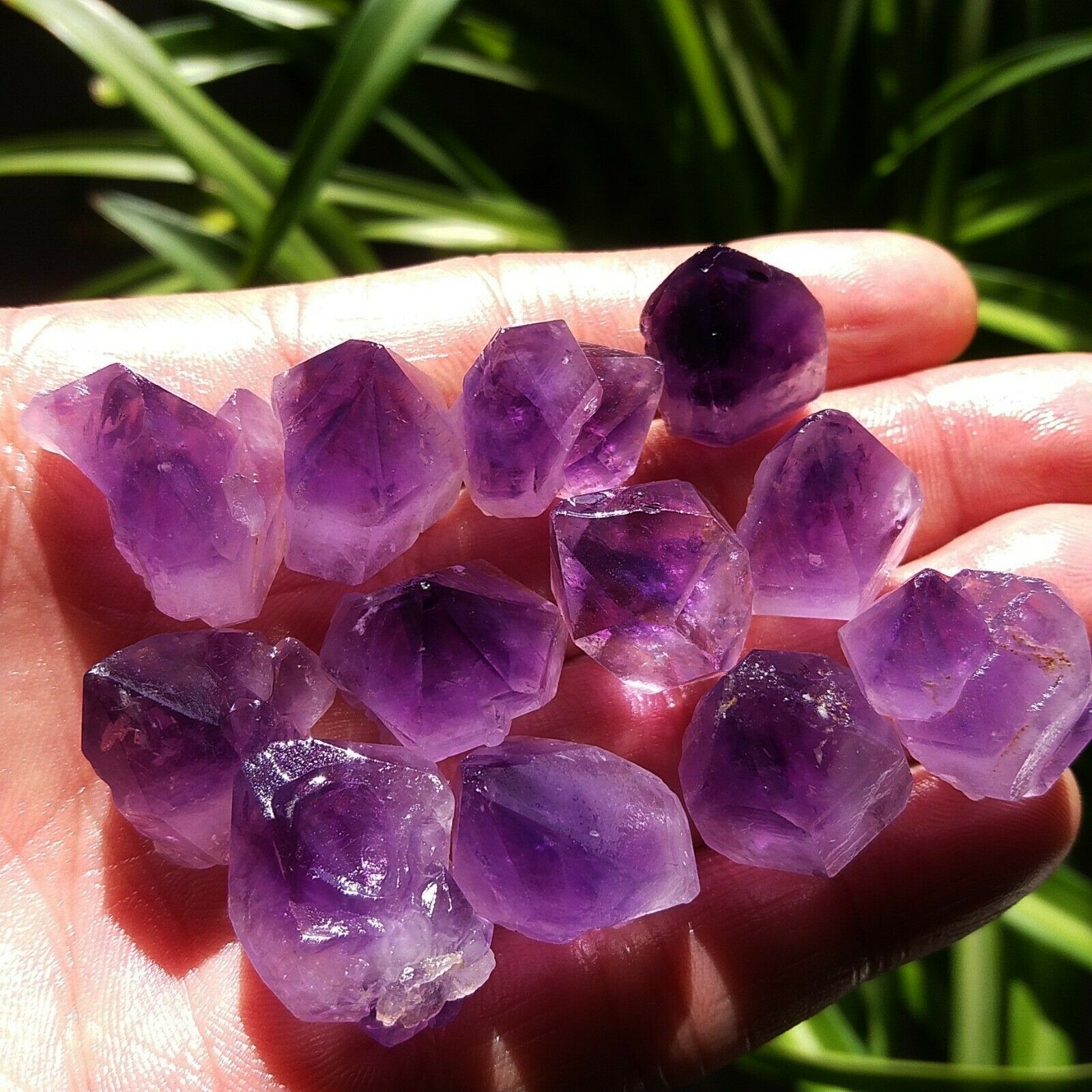 Natural Unique Lavender Amethy - Aquarium Fish Unique ulasan dan harga