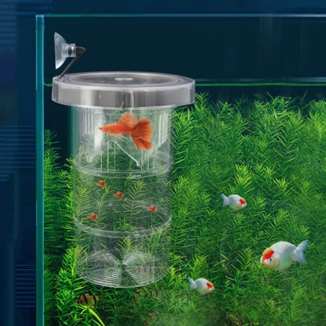 Acrylic Floating Fish Breeding - Box Fish In Aquarium ulasan dan harga