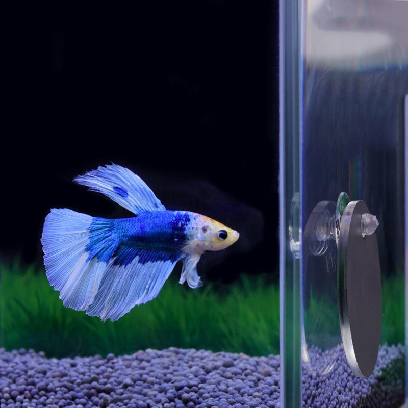Aquarium Betta Mirror Fish Tan - Aquarium Fish Game ulasan dan harga