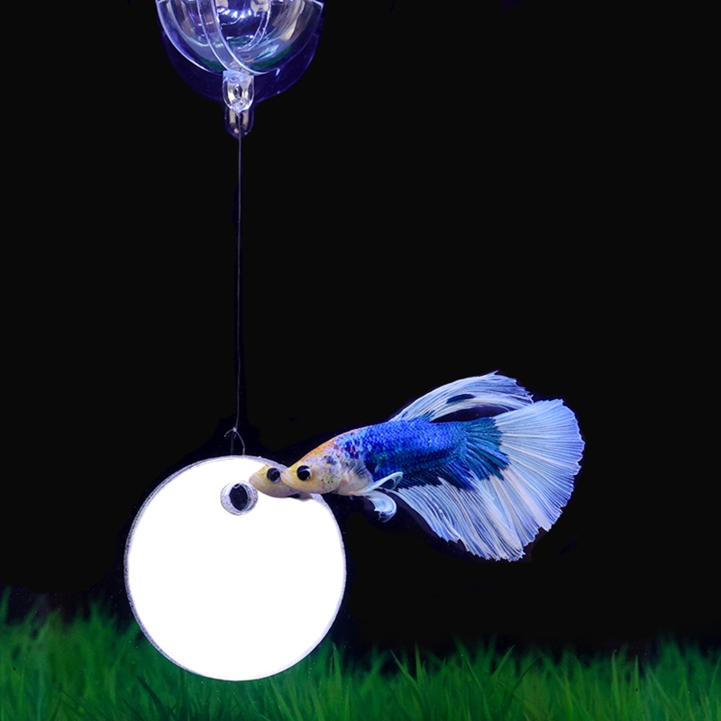 Fish Exercise Mirror Promotes  - Aquarium Fish Game ulasan dan harga