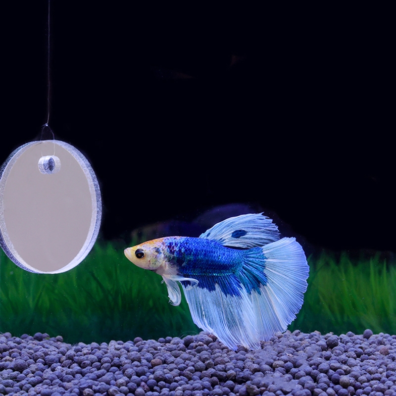 Fish Exercise Mirror Promotes  - Aquarium Fish Game ulasan dan harga